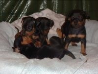 Valparna nästan 5 veckor