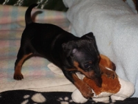 Valparna nästan 5 veckor