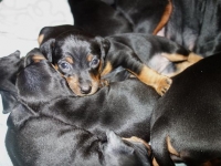 Valparna nästan 5 veckor