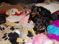 Valparna nästan 6 veckor