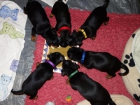 Valparna nästan 6 veckor