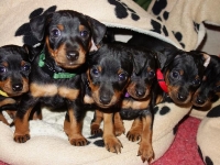 Valparna nästan 6 veckor