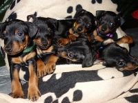 Valparna nästan 6 veckor