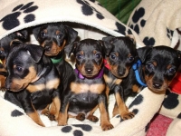 Valparna nästan 6 veckor