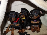 Valparna nästan 6 veckor