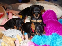 Valparna nästan 6 veckor