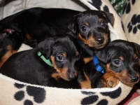 Valparna nästan 6 veckor