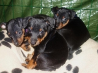 Valparna nästan 7 veckor