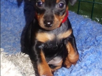 Valparna nästan 7 veckor