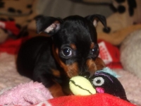 Valparna nästan 7 veckor