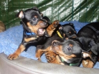 Valparna nästan 7 veckor