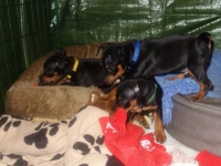 Valparna nästan 7 veckor