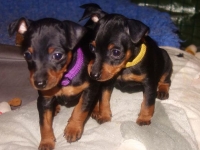 Valparna nästan 7 veckor