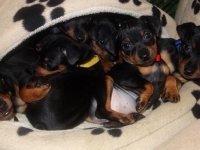 Valparna nästan 7 veckor