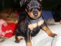 Valparna nästan 7 veckor