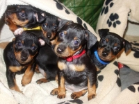 Valparna nästan 7 veckor