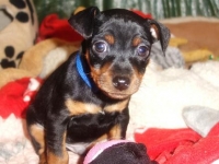 Valparna nästan 7 veckor