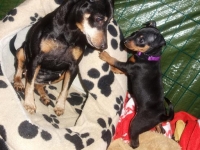 Valparna nästan 7 veckor