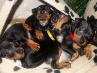 Valparna nästan 7 veckor