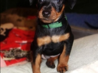 Valparna nästan 7 veckor