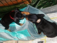 Valparna nästan 7 veckor