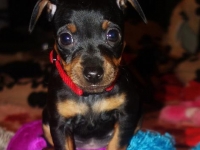 Valparna nästan 7 veckor