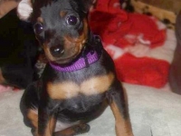 Valparna nästan 7 veckor