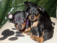 Valparna nästan 7 veckor