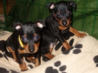 Valparna nästan 7 veckor