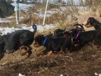 Valparna nästan 8 veckor