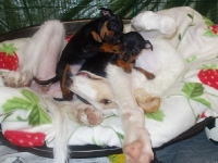 Valparna nästan 8 veckor