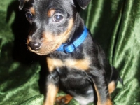 Valparna nästan 8 veckor Julius