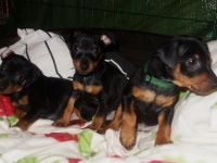 Valparna nästan 8 veckor