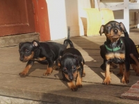 Valparna nästan 8 veckor