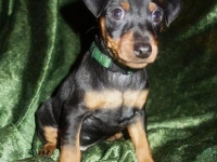 Valparna nästan 8 veckor Jupiter