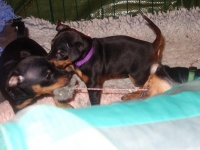 Valparna nästan 8 veckor