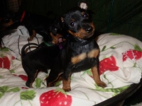 Valparna nästan 8 veckor