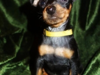 Valparna nästan 8 veckor Juno