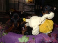 Valparna nästan 8 veckor