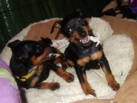 Valparna nästan 8 veckor