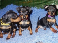 Valparna nästan 8 veckor