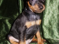 Valparna nästan 8 veckor Jason