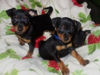 Valparna nästan 8 veckor