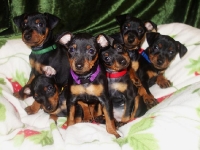 Valparna nästan 8 veckor