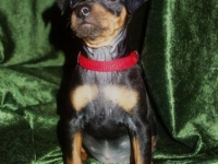 Valparna nästan 8 veckor Justitia