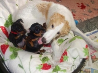 Valparna nästan 8 veckor