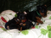 Valparna nästan 8 veckor