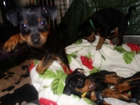 Valparna nästan 8 veckor