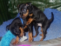 Valparna nästan 8 veckor