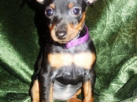 Valparna nästan 8 veckor Jisebel